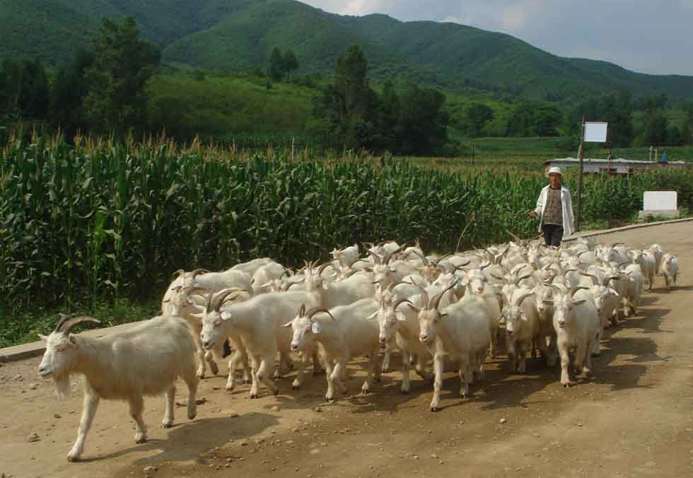 拓展训练：当领头羊遭遇领导力